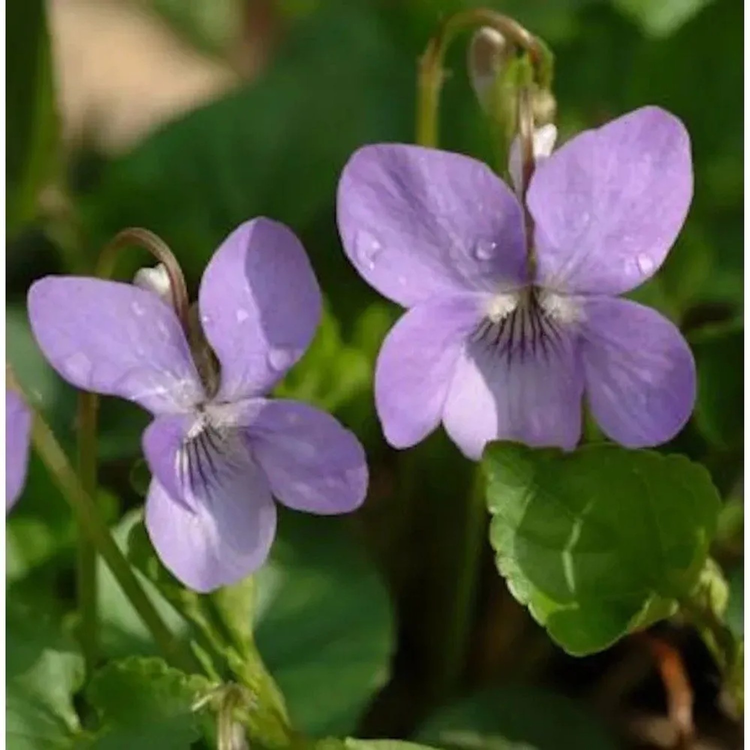 Hain Veilchen - Viola riviniana