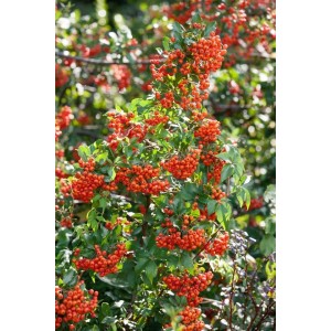 Feuerdorn 'Mohave' mit leuchtend orange-roten Beeren und grünen Blättern. Ideal als Heckenpflanze.