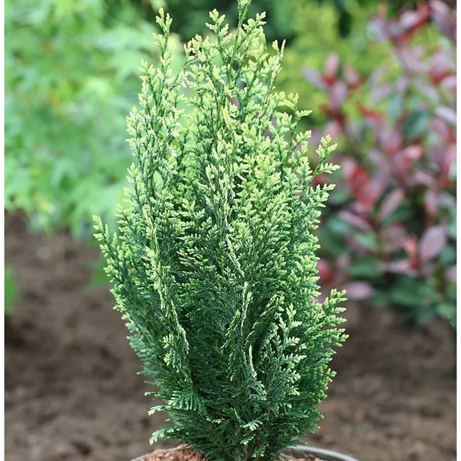 Weißbunte Scheinzypresse 30-40cm - Chamaecyparis lawsoniana