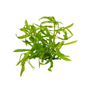 Stoffels Aquariumpflanze Pogostemon quadrifolius, grüne Wasserpflanze für das Aquarium.