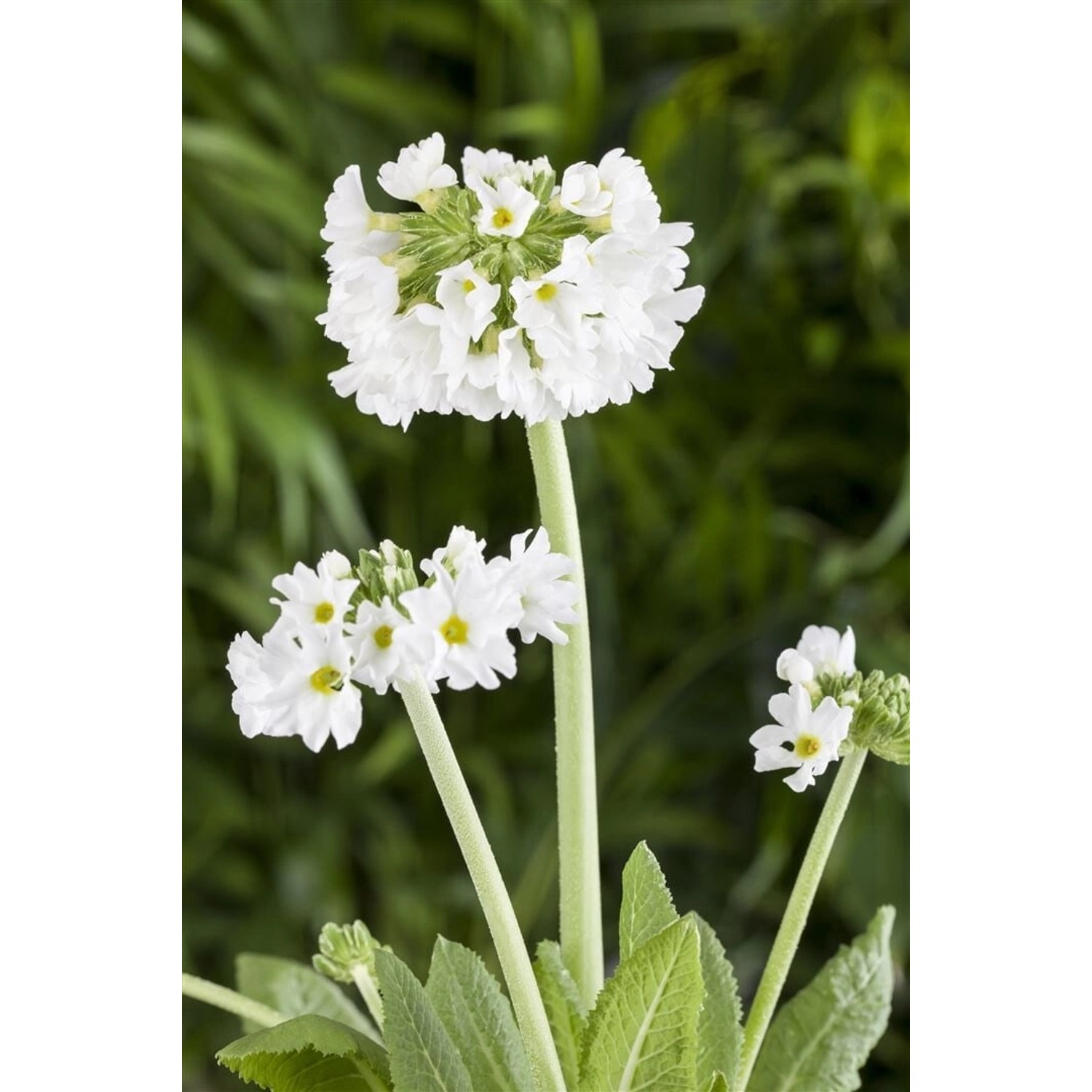 Primula Denticulata Alba Kugelprimel Ca. 9x9 cm Topf günstig online kaufen