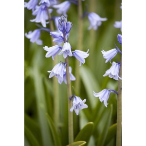 Nahaufnahme: Spanisches Hasenglöckchen (Hyacinthoides hispanica) mit blauen Blüten im Topf.