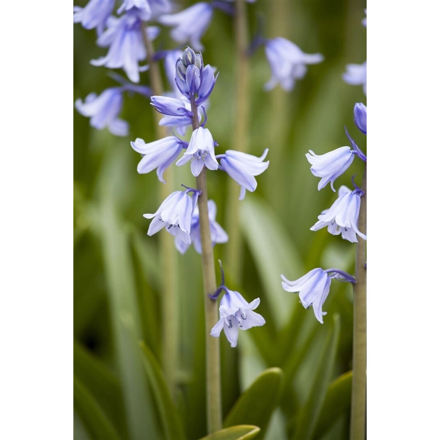 Hyacinthoides Hispanica Spanisches Hasenglöckchen Ca. 9x9 cm Topf günstig online kaufen