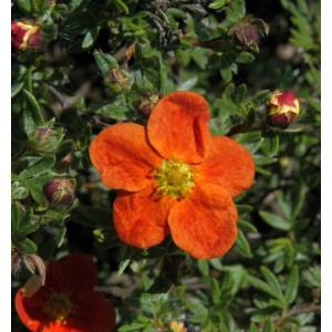 10 Fünffingerstrauch Red Ace (Potentilla fruticosa) mit oranger Blüte und grünen Blättern.