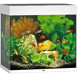 Weißes Juwel Aquarium-Set Lido LED 120 l mit Fischen und Pflanzen.