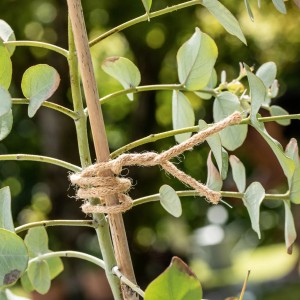 Windhager Jute-Bindedraht zum Fixieren einer Pflanze an einem Stab.