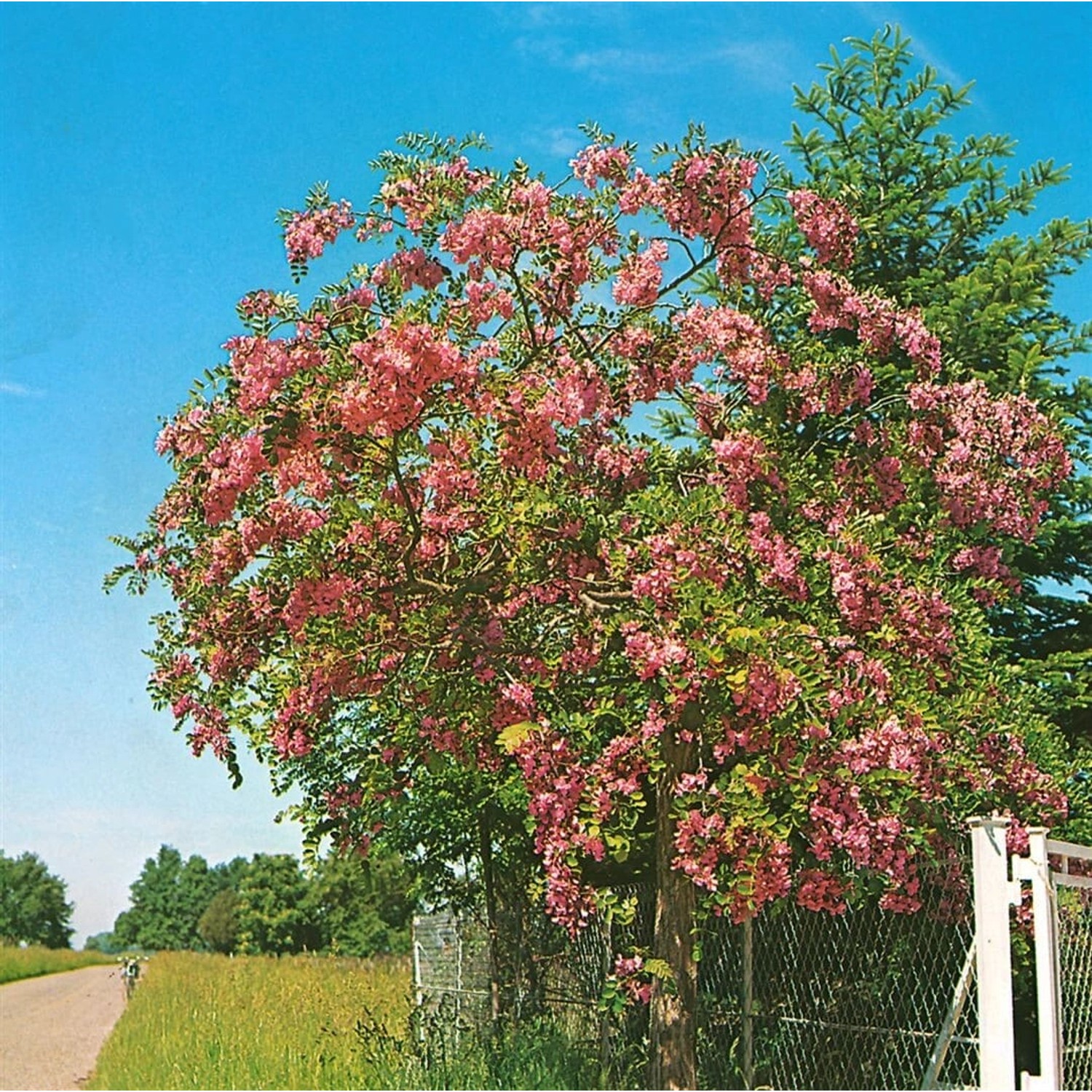 Robinia Hispida Rosea Rosenakazie 120 cm Stammhöhe günstig online kaufen