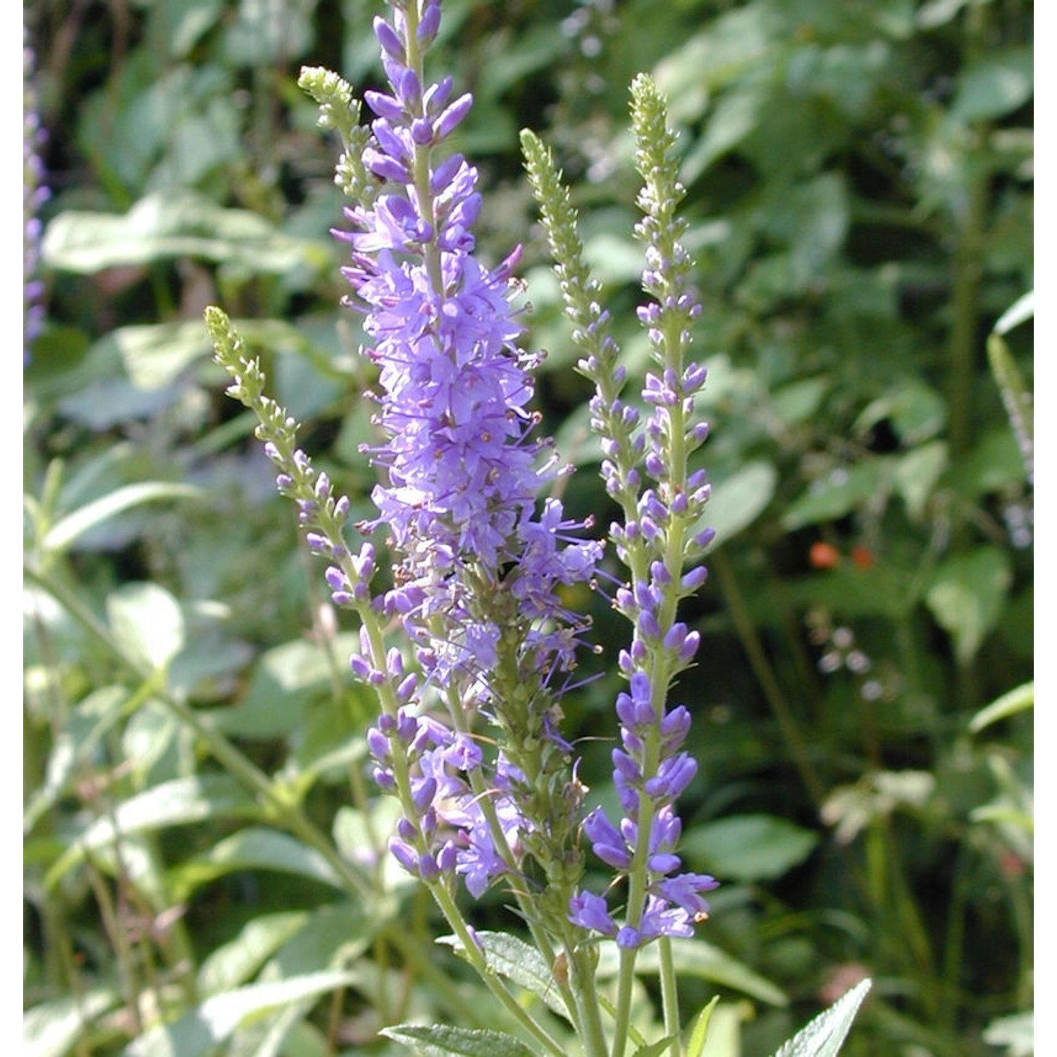 Polsterveronika - Veronica spicata günstig online kaufen