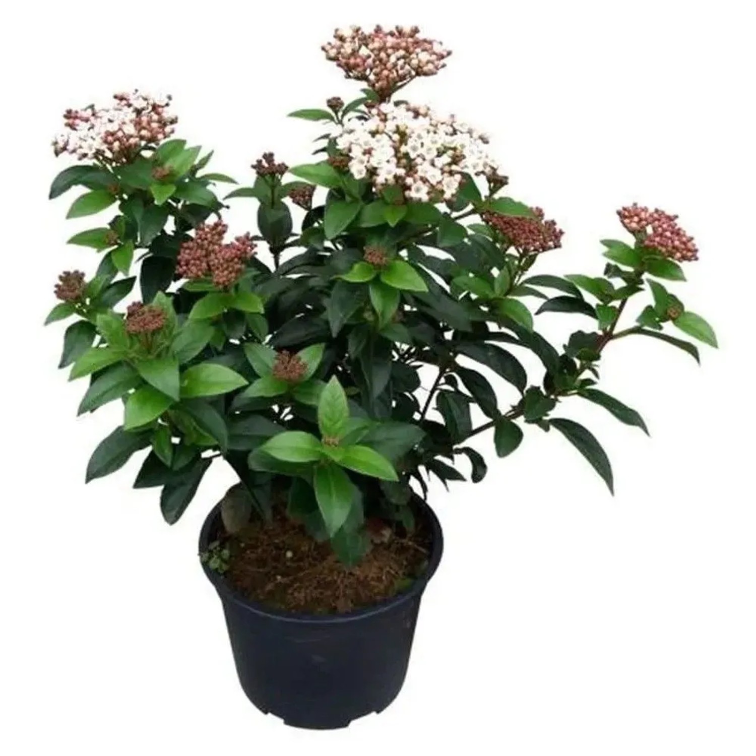 Mittelmeer Schneeball Lisa Rose 50-60cm - Viburnum tinus