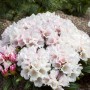 Blühender Rhododendron Yakushimanum Edelweiß mit weißen Blüten im Garten.