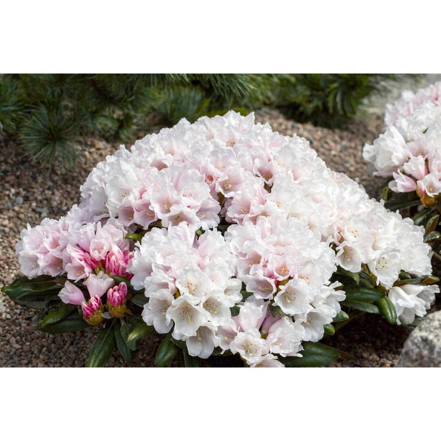 Rhododendron Yakushimanum Edelweiß Weiß 60–70 cm günstig online kaufen