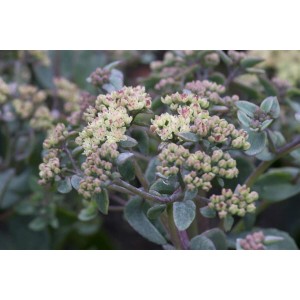 Nahaufnahme der Purpur Fetthenne (Sedum Telephium) mit zarten Blütenständen im 9x9 cm Topf.