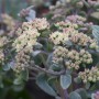 Nahaufnahme der Purpur Fetthenne (Sedum Telephium) mit zarten Blütenständen im 9x9 cm Topf.