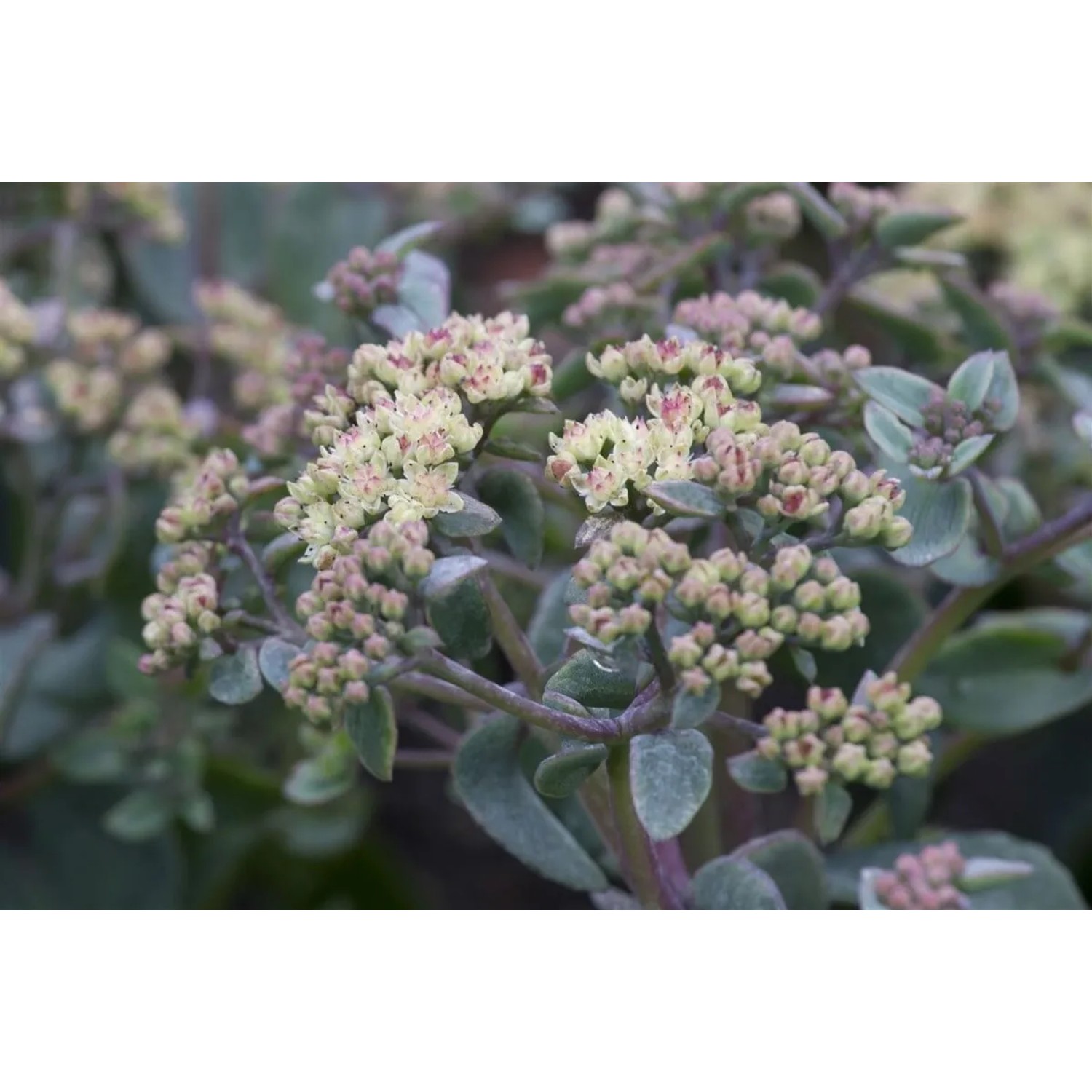 Nahaufnahme der Purpur Fetthenne (Sedum Telephium) mit zarten Blütenständen im 9x9 cm Topf.