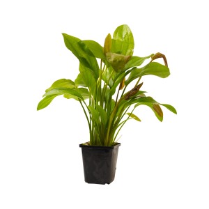 Grüne Stoffels Aquariumpflanze Echinodorus Sortiment XL im Topf.