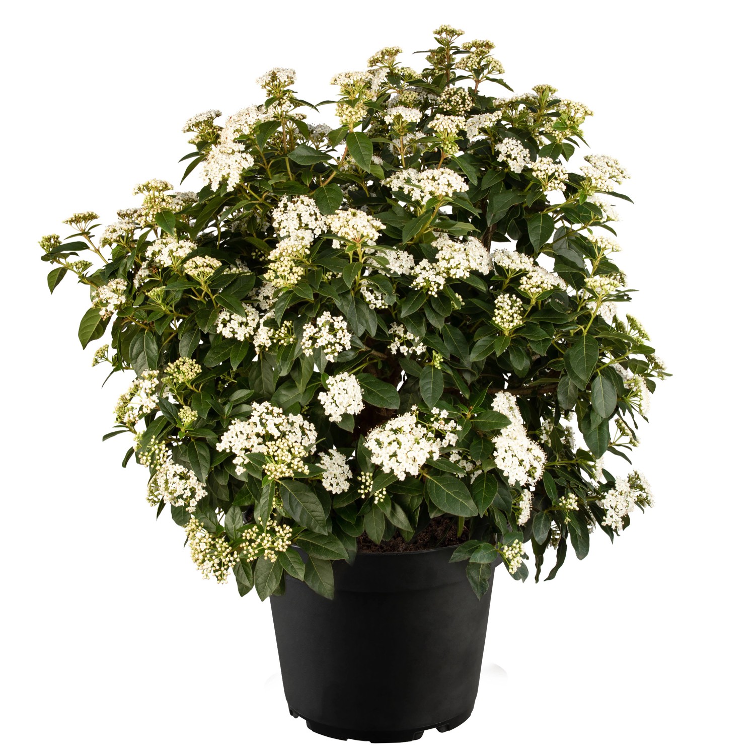 Lorbeer-Schneeball Weiß Höhe ca. 20 - 30 cm Topf ca. 1 l Viburnum tinus