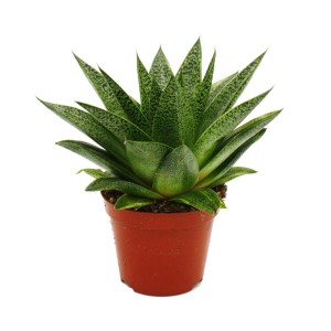 Exotenherz Sukkulente Gasteria D Tiga im 8,5cm Topf, grüne Blätter mit hellen Sprenkeln.