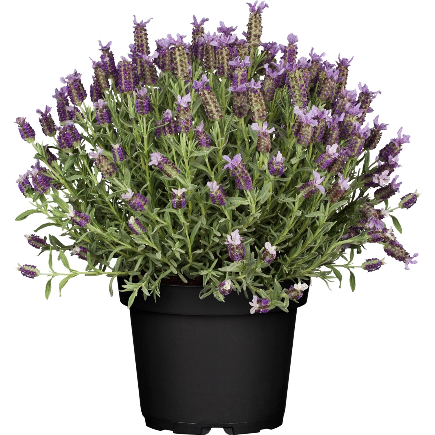 33+ Schopf Lavendel Katzen, Die beruhigende wirkung von lavendel für