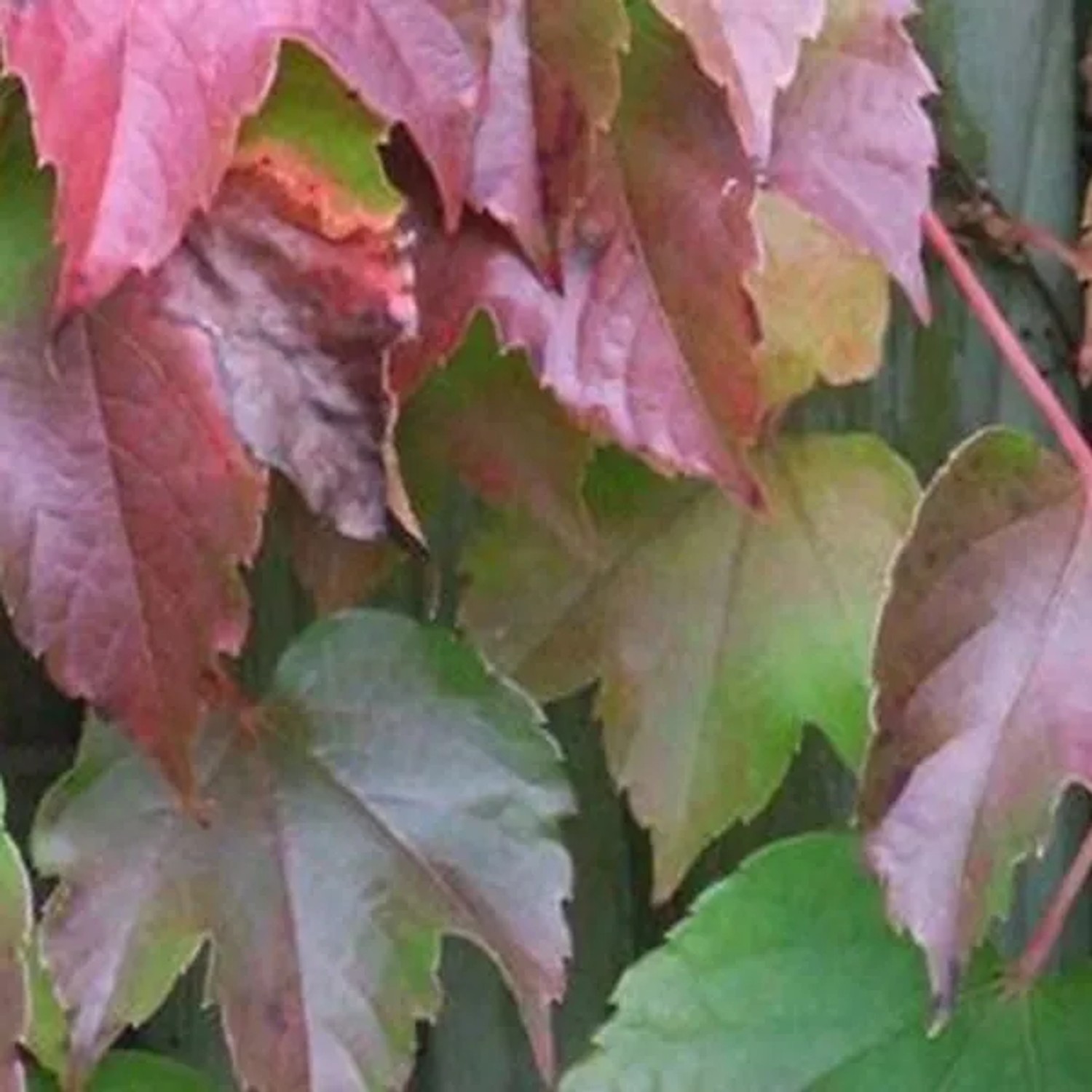ParthenocissusVeitchiiam Stab
