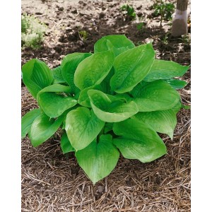 Funkie 'Sum and Substance' im Topf, grüne Blätter, Beetstaude für halbschattige Standorte.