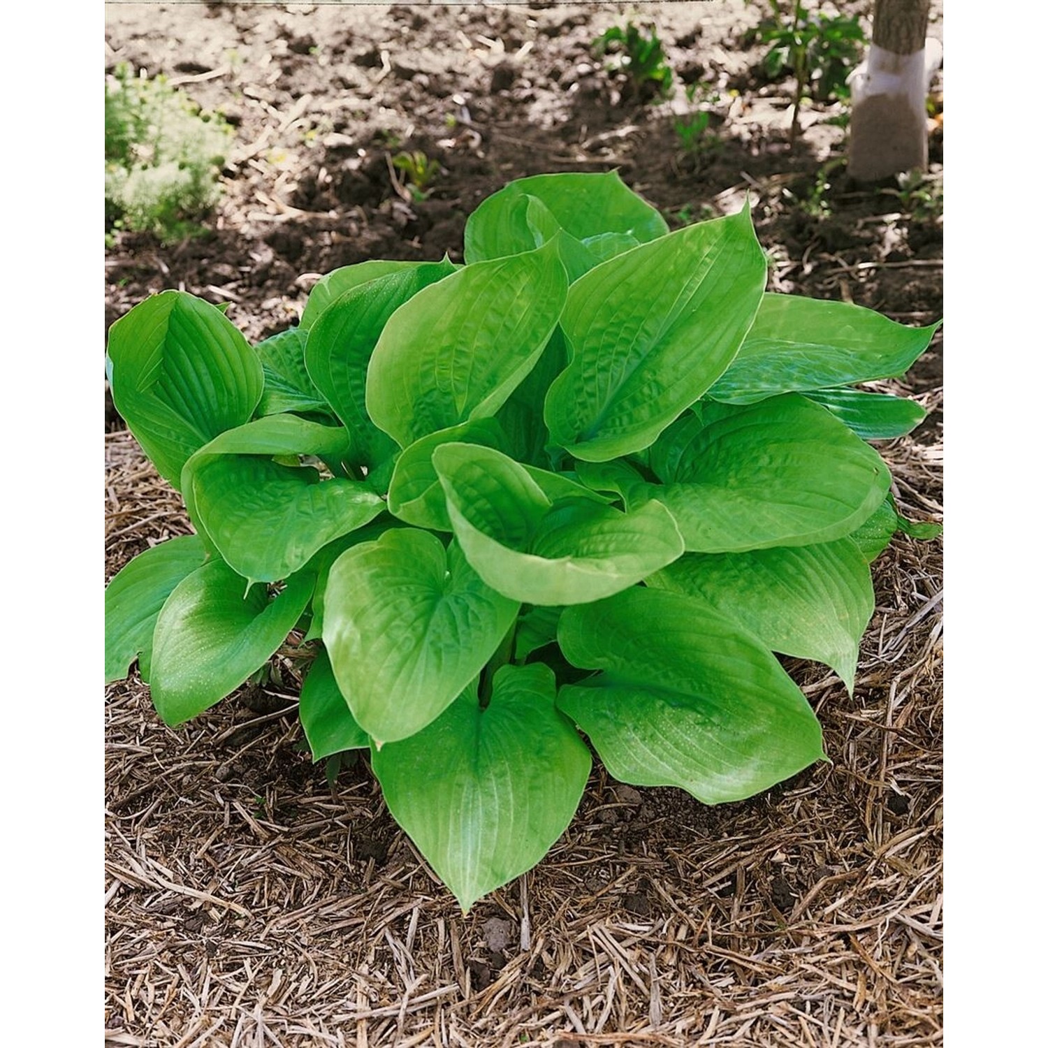 Hosta X Cult. Sum And Substance Funkie Ca. 11x11 cm Topf günstig online kaufen