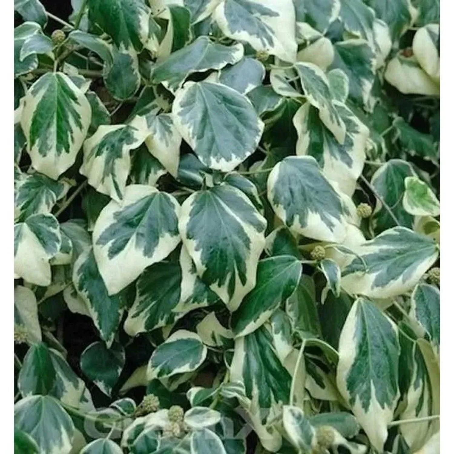 Buntblättriger Kaukasischer Strauch Efeu 40-60cm - Hedera colchica