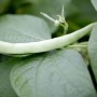 Frische, grüne Buschbohne auf Blättern, Sorte Topfbohne, Detailaufnahme.