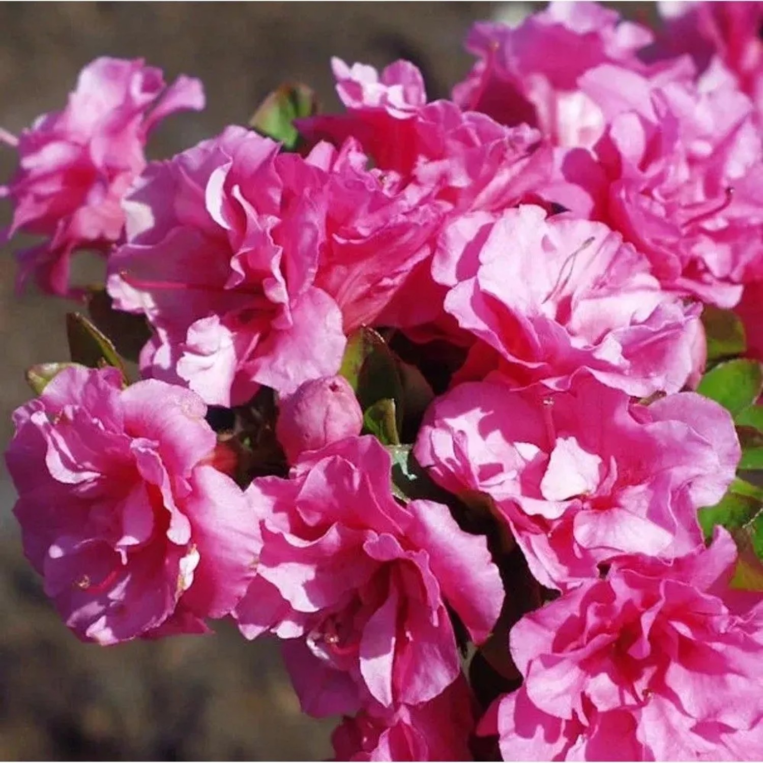 Japanische Azalee Babuschka 30-40cm - Rhododendron obtusum - Zwerg Alpenrose