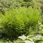 Königsfarn Osmunda Regalis, grüne Staude für halbschattige Standorte im Garten.