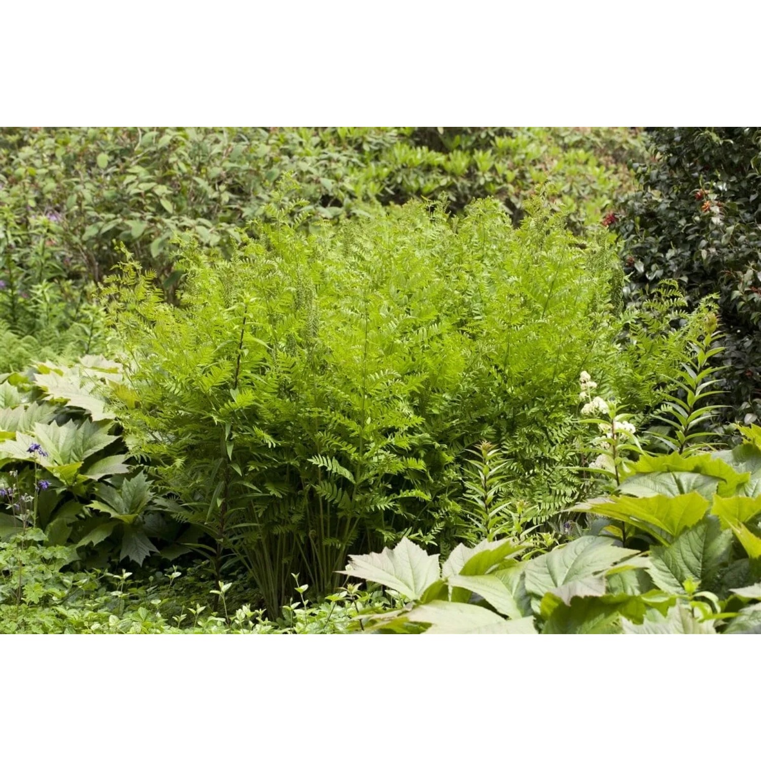 Königsfarn Osmunda Regalis, grüne Staude für halbschattige Standorte im Garten.
