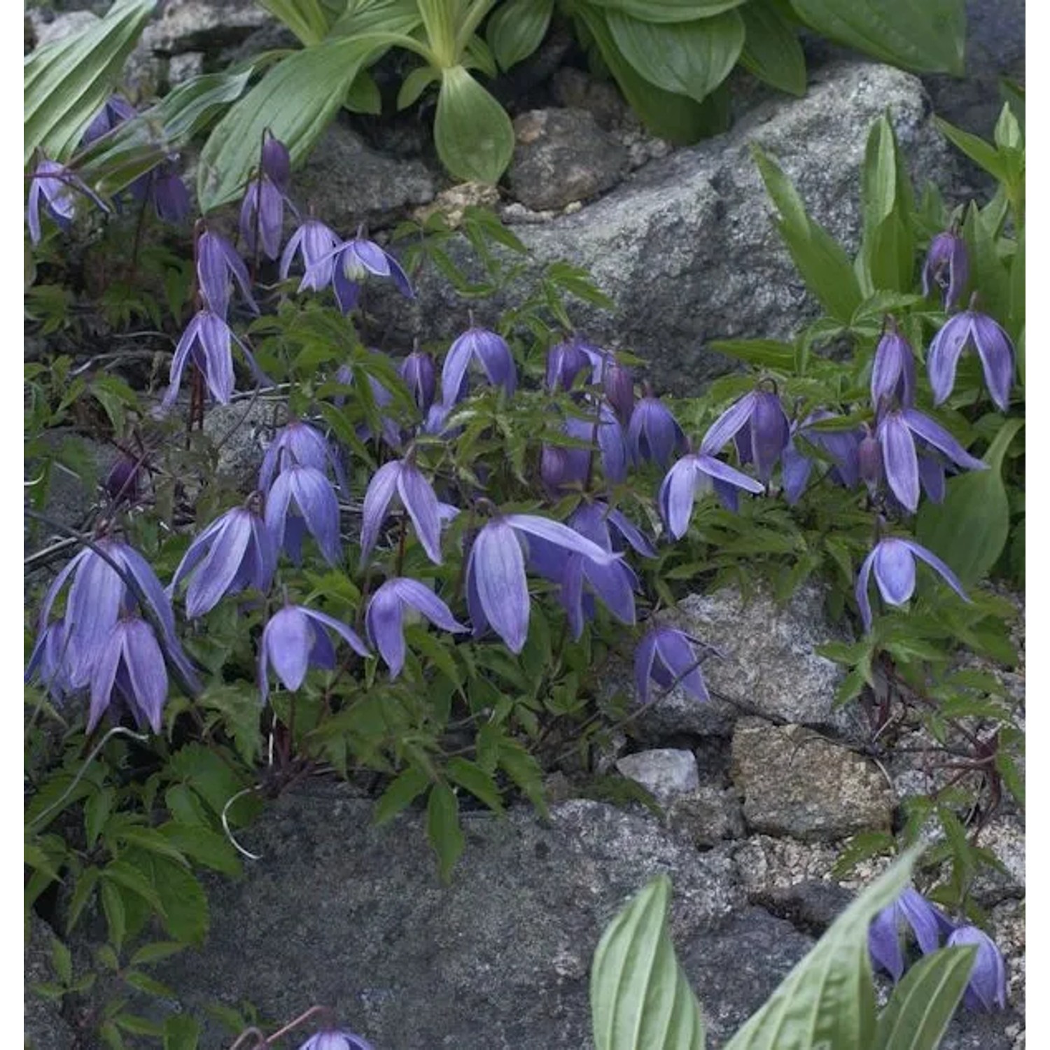 Alpen Waldrebe 60-80cm - Clematis alpina