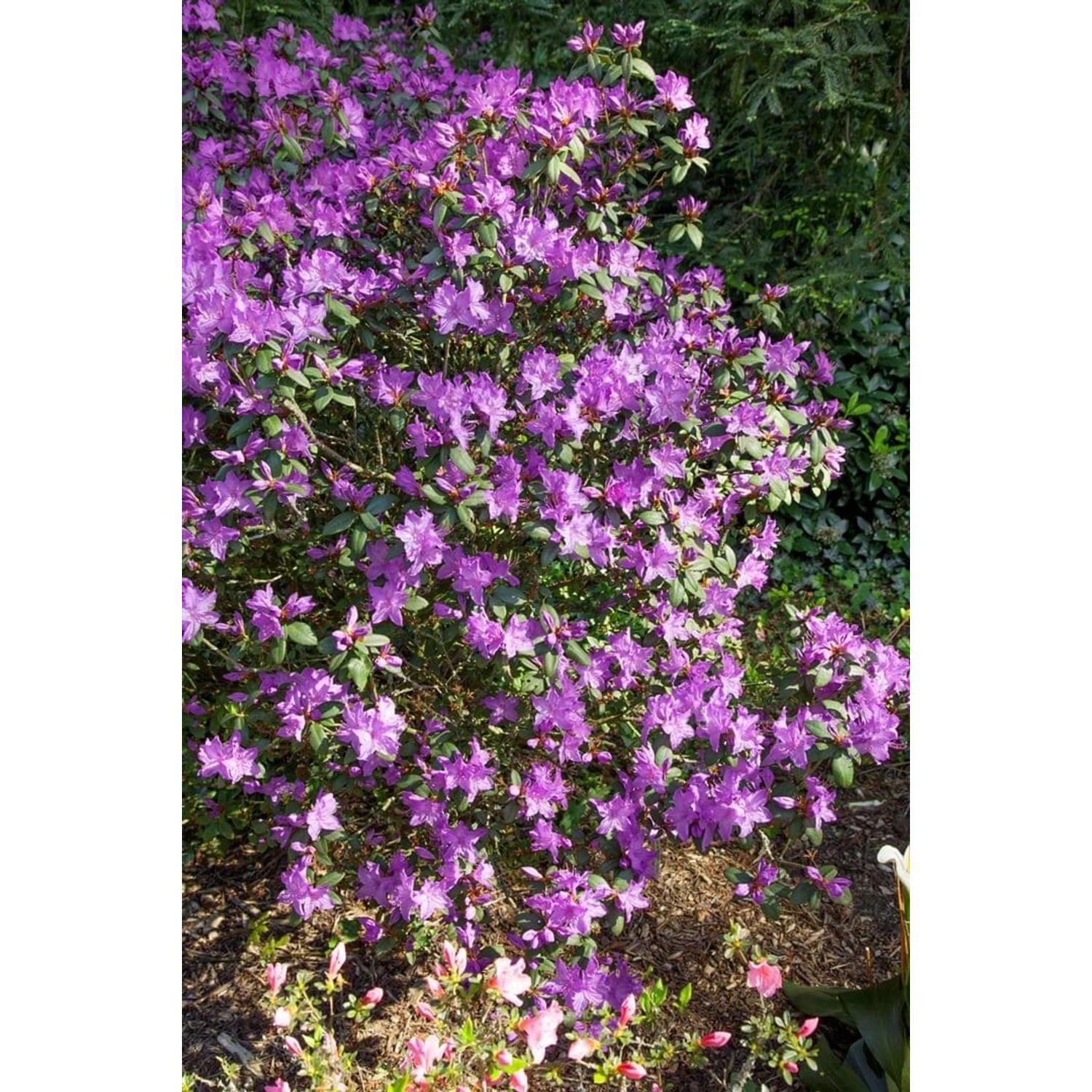 Blühender Rhododendron Radistrotum Select mit violetten Blüten, 30–40 cm hoch.