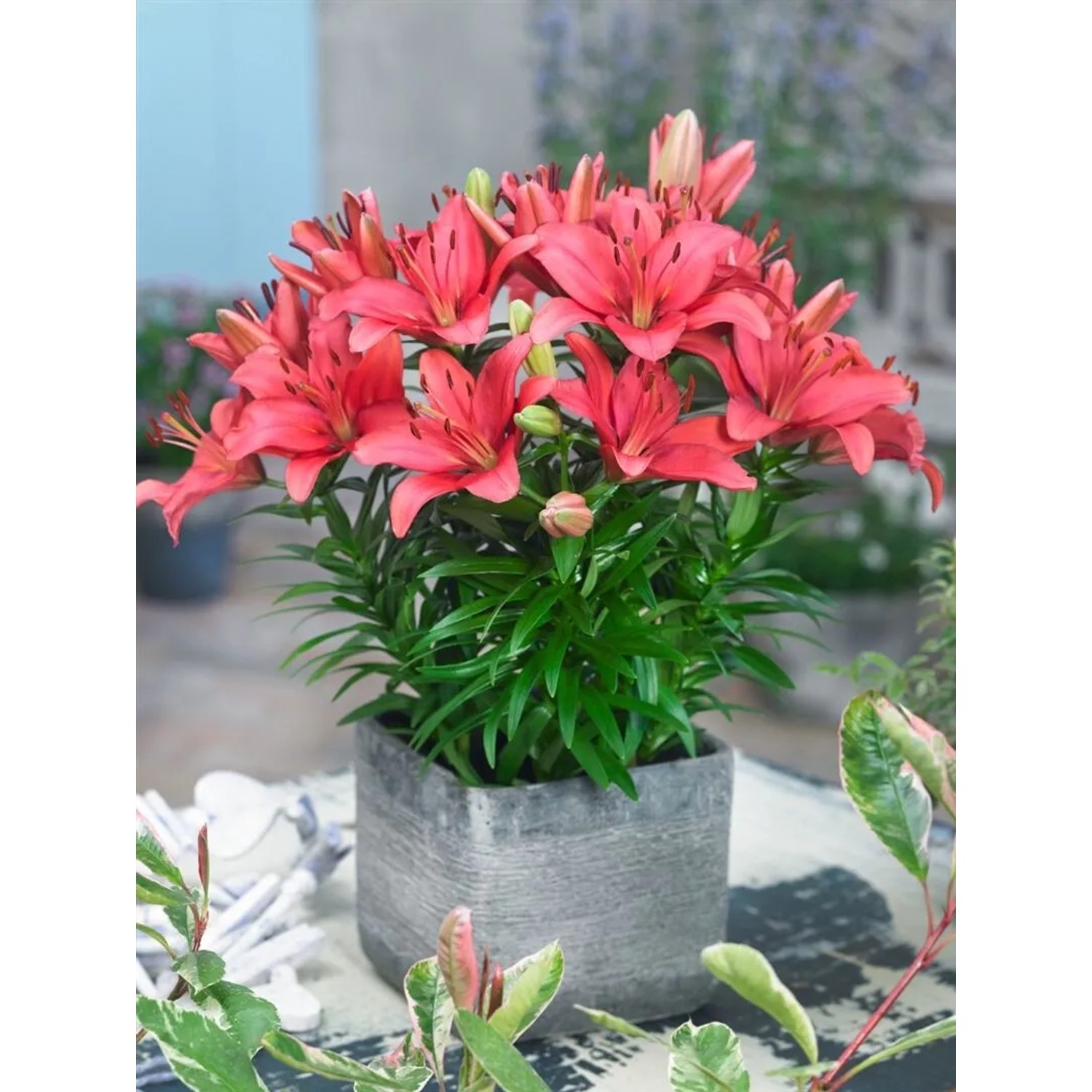 Lilium Tiny Pearl Lilie 2-3 Liter Container