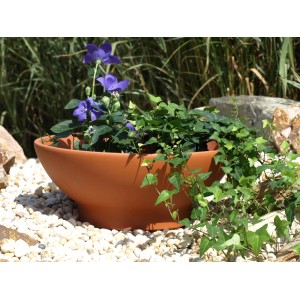 Terrakotta Pflanzschale Wave (Ø 31 cm) mit lila Blumen und Efeu, ideal für Garten und Balkon.