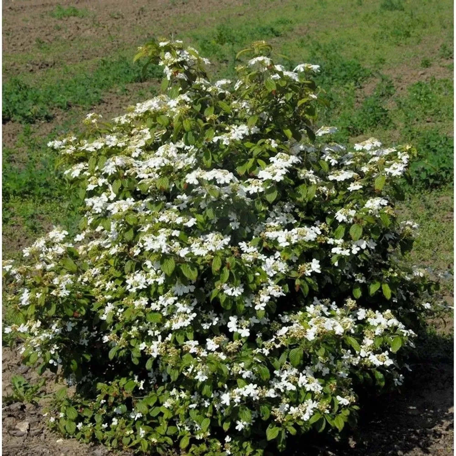 Gefüllter Schneeball Watanabe 40-60cm - Viburnum plicatum