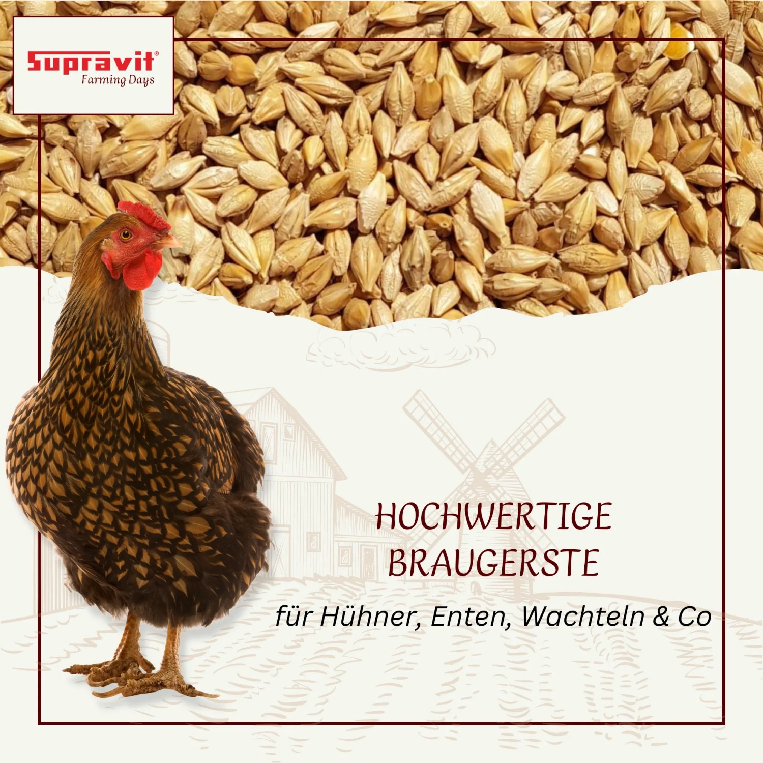 Supravit Braugerste Ergänzungsfutter für Hühner_2