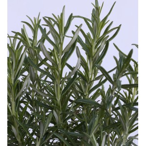 Detailaufnahme von Rosmarin Barbecue (Rosmarinus officinalis) mit grünen, nadelartigen Blättern.