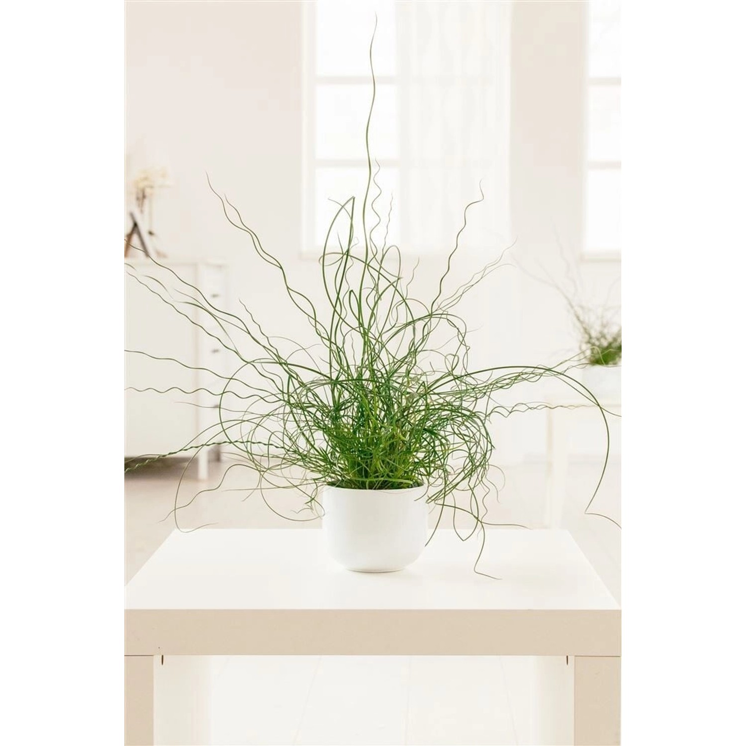 Juncus Effusus Spiralis Korkenzieherbinse Ca. 9x9 cm Topf günstig online kaufen