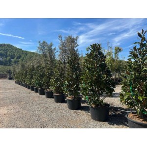 Sunny-Tree Magnolia Grandiflora Alta 240 cm Magnolienbaum mit Weiße Blumen Gartenpflanze  Winterhart