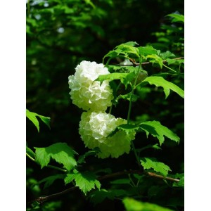 Baumfink Gefüllter Schneeball (Viburnum) mit weißen Blütenbällen und grünen Blättern.