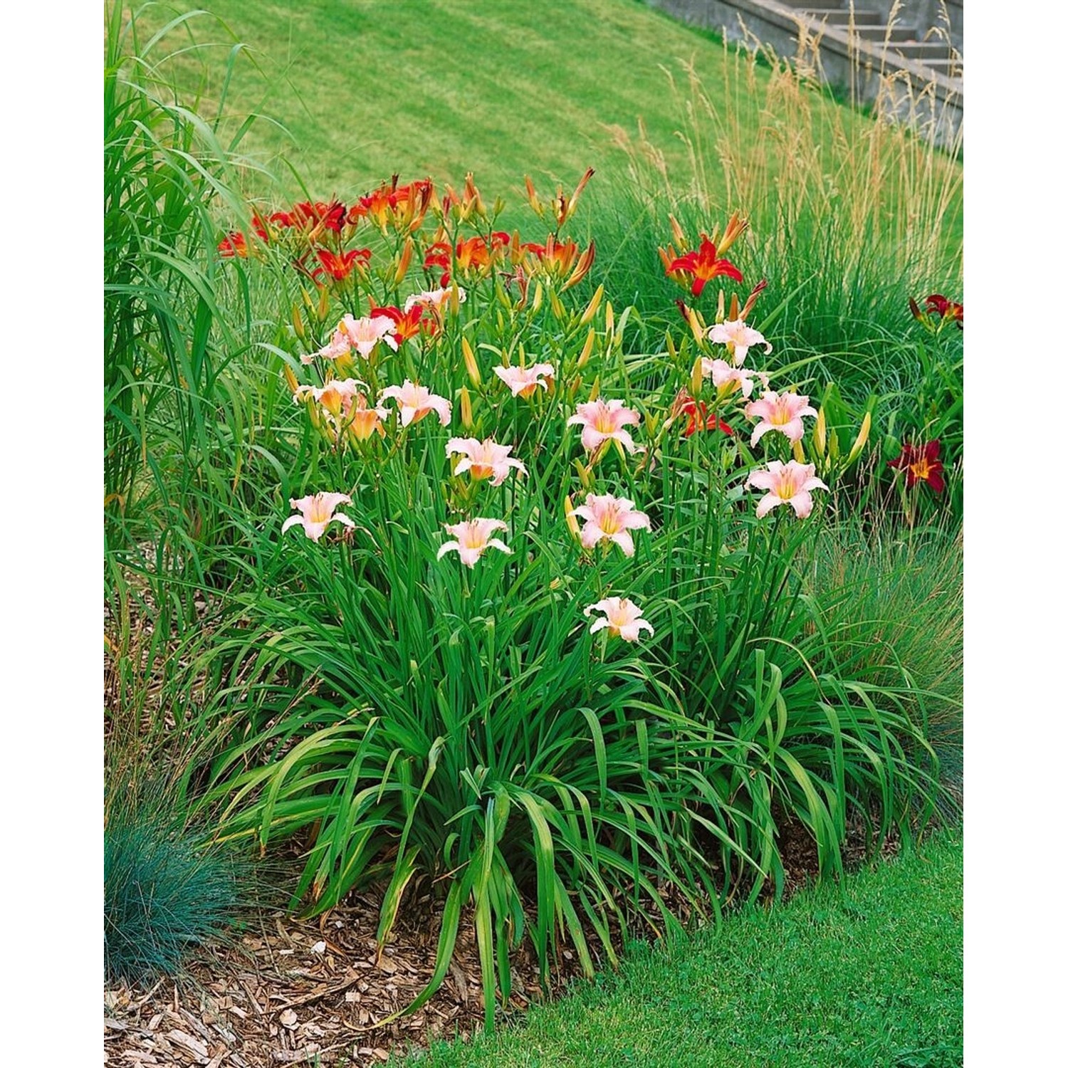 Hemerocallis X Cult. Luxury Lace Taglilie Ca. 11x11 cm Topf günstig online kaufen