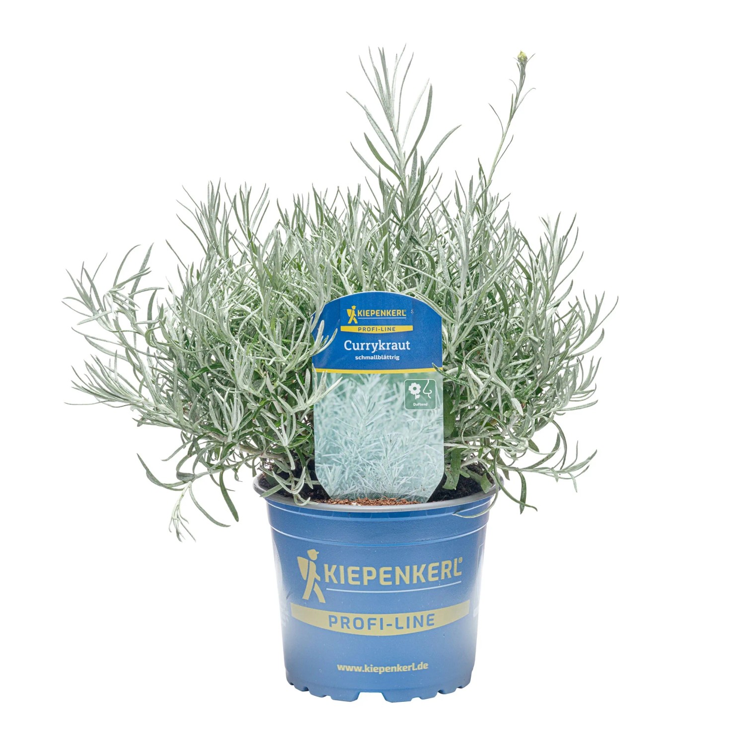 Kiepenkerl Currykraut Topf-Ø ca. 12 cm