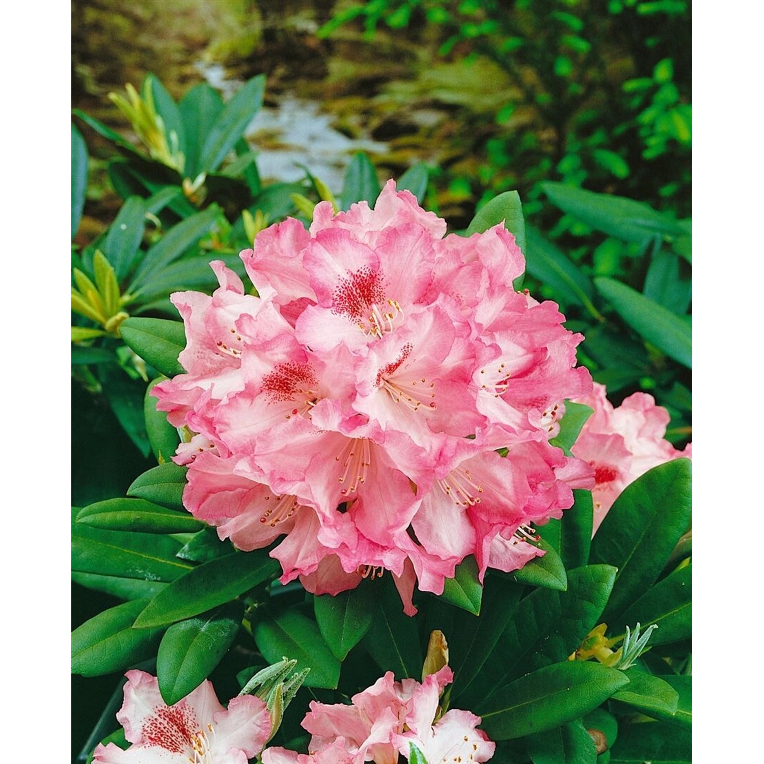 Rhododendron Yakushimanum Debbie Dane Rosa Blüten 30–40 cm günstig online kaufen