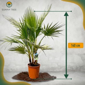 Sunny-Tree Palme Washingtonia Robusta Multistamm 140-160 cm inkl. Topf Mexikanische Fächerpalme