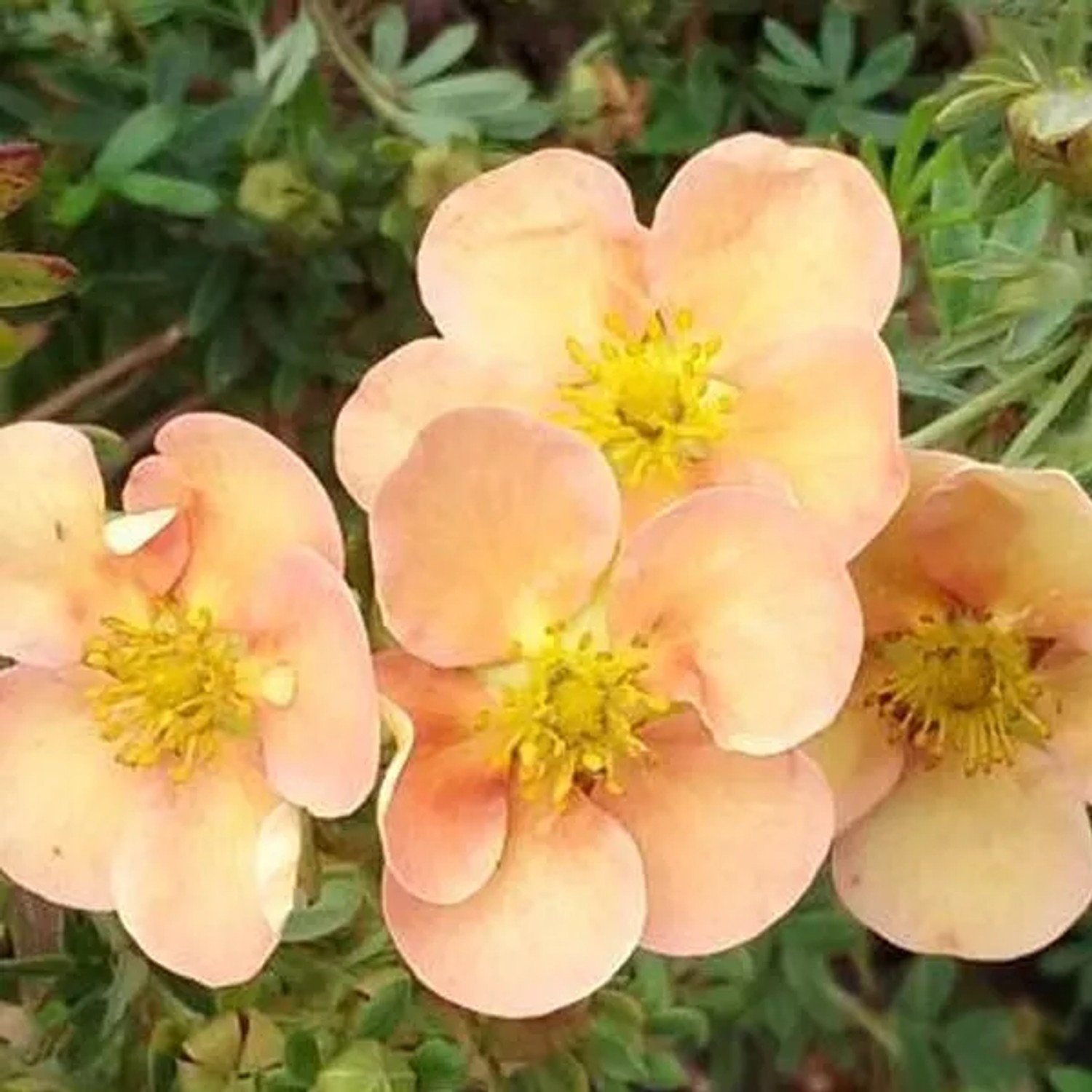 Fingerstrauch 'Daydawn' Potentilla fruticosa 25 bis 30 cm im Container Großblütig