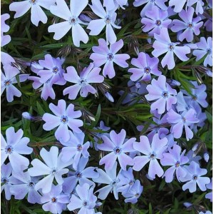 Teppichphlox 'Emerald Cushion Blue': Blühende Staude mit hellblauen Blüten im Detail.