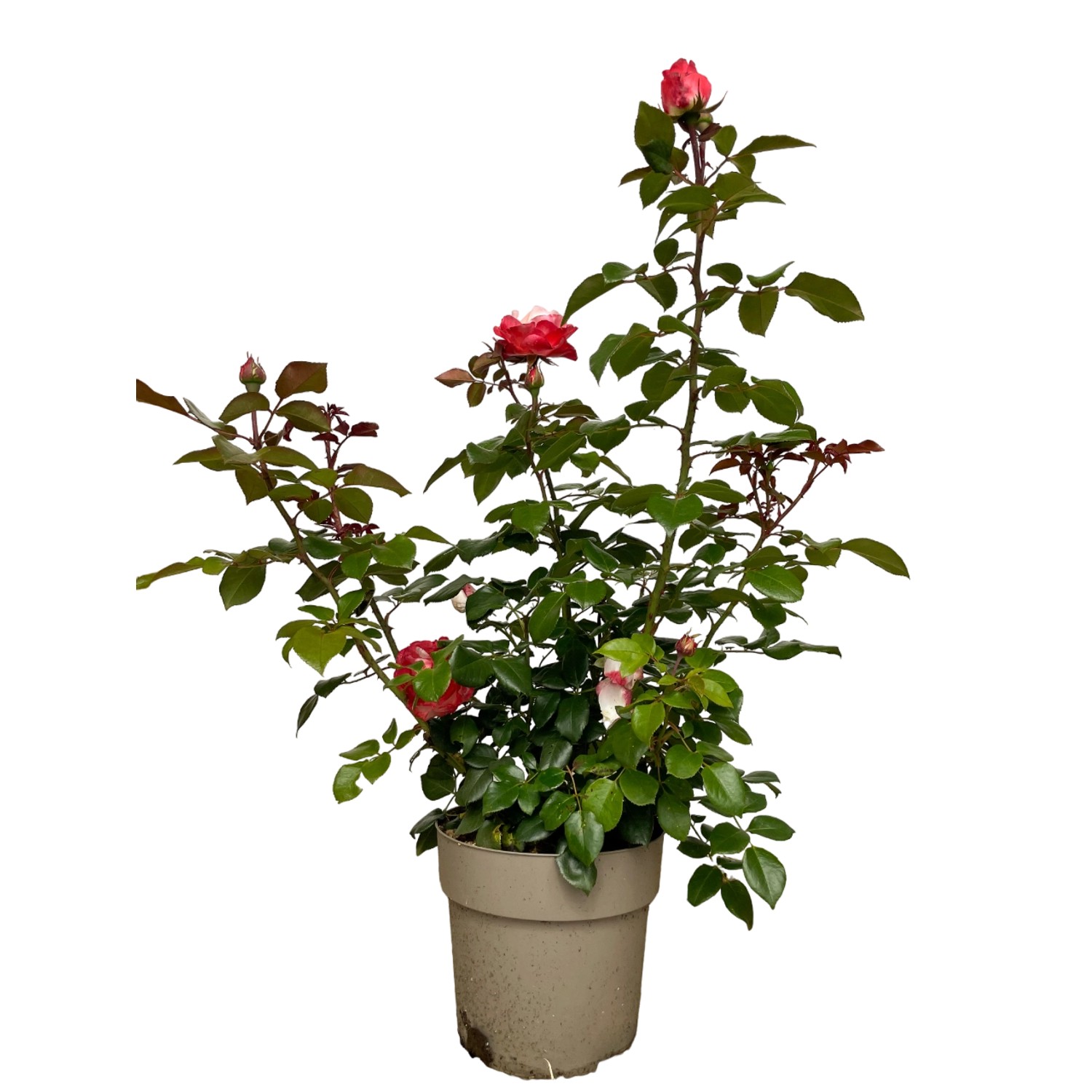 Baumfink Edelrose Nostalgie im Topf: Cremeweiße Blüten mit kirschroten Rändern, elegante Gartenrose.