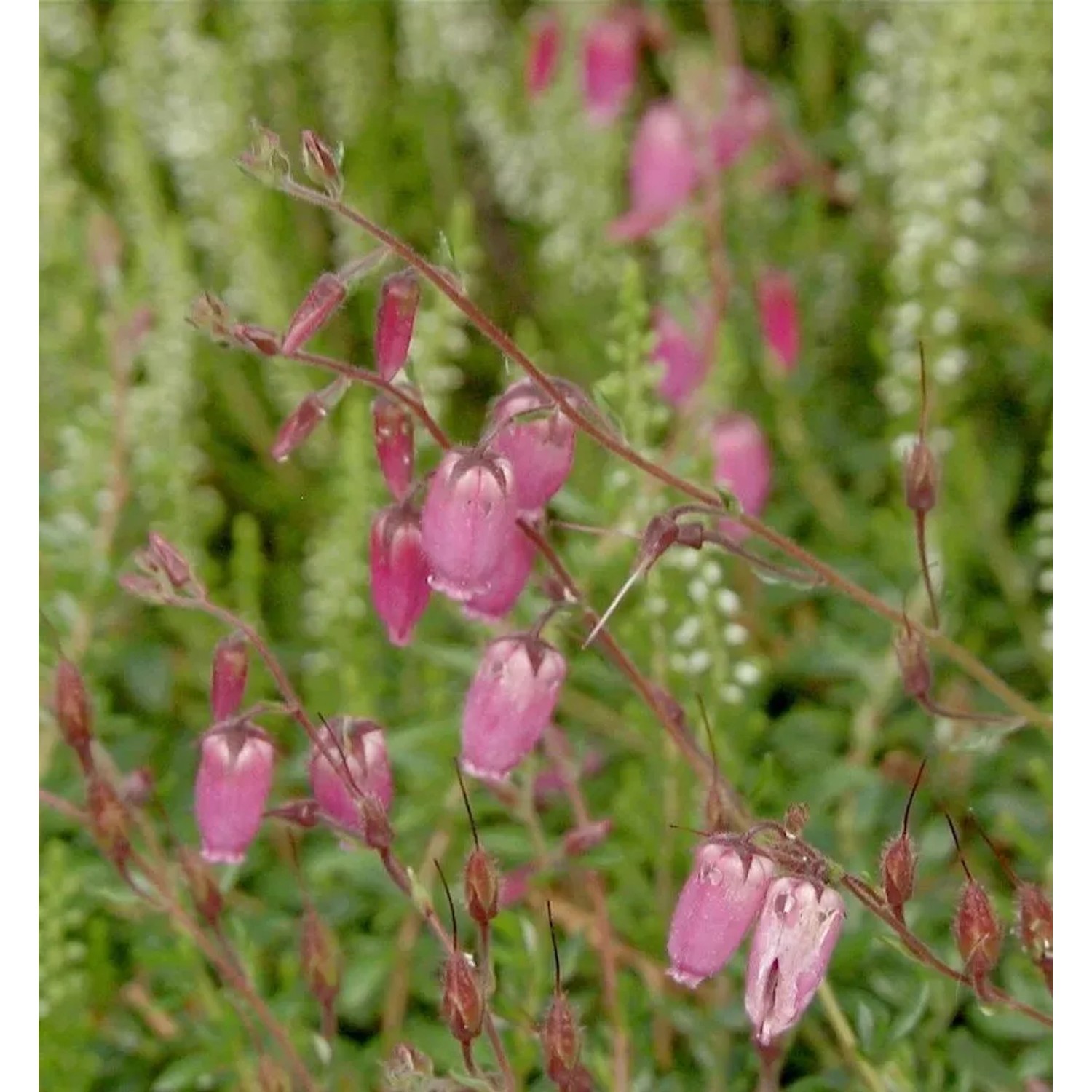 10x Irische Heide Pink Tina - Daboecia cantabrica günstig online kaufen