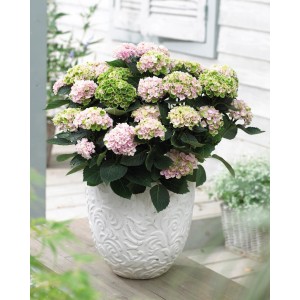 Rosa GROW by OBI Hortensie Magical Revolution im weißen Topf, ca. 25-30 cm hoch.