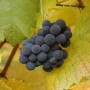 Blaue Weinrebe 'Muscat Bleu' mit reifen Trauben und gelben Blättern. Kletterpflanze für Garten und Balkon.